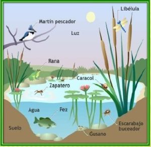 Componentes de la charca