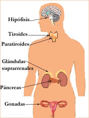 endocrino1